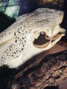 Crâne de vache sculpté à la main